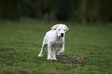 DOGUE ARGENTIN 279